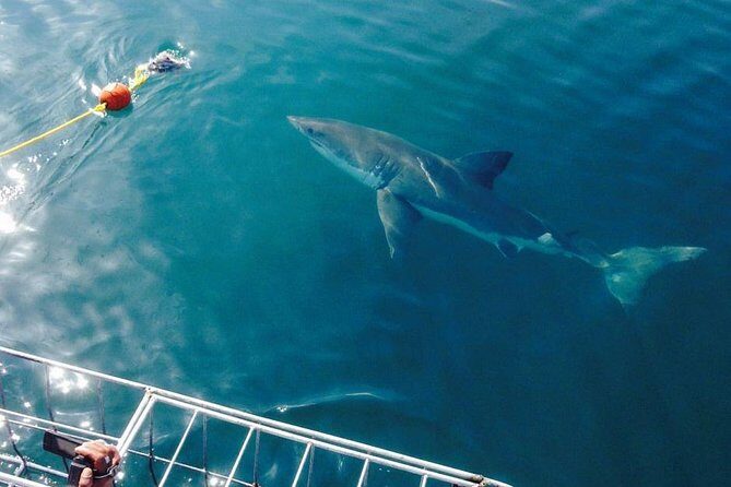 Shark Cage Diving Viewing Only - The pre-departure flow at 9 Kus Dr (and why it helps)