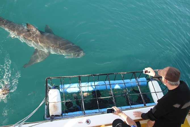 Shark cage diving & viewing tours in Gansbaai - Key Highlights You’ll Actually Care About