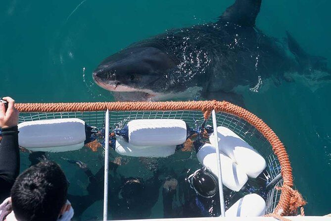 Shark cage diving & viewing tours in Gansbaai - Why Shark Alley in Gansbaai Is the Main Character Here