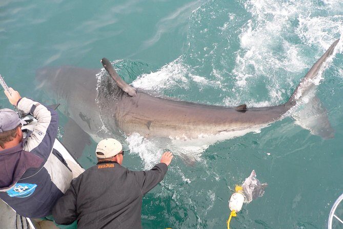 Shark cage diving & viewing tours in Gansbaai - Shark Cage Time Versus Watching From the Boat