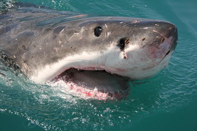 Shark cage diving & viewing tours in Gansbaai - Price and Value: Is $129.40 Worth It?