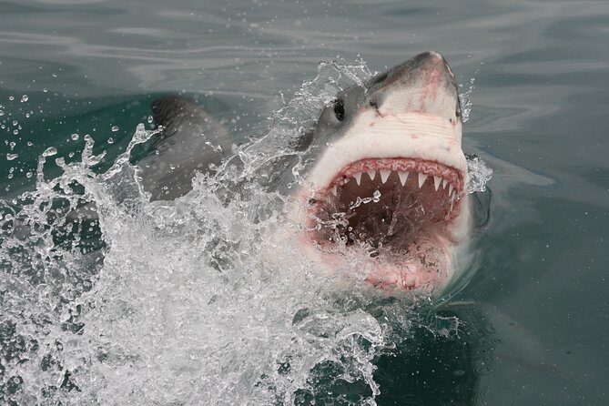 Shark cage diving & viewing tours in Gansbaai - What the 3-Hour Duration Means for Your Day Plan