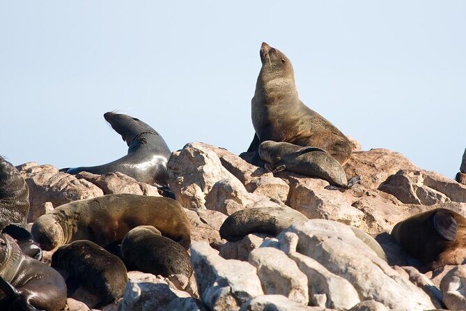 Shark cage diving & viewing tours in Gansbaai - Kleinbaai Harbour to the Boat: The Short Walk That Matters