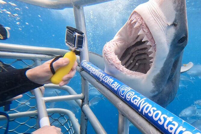 Shark Cage Diving with transport from Cape Town - Key Highlights That Matter on the Day