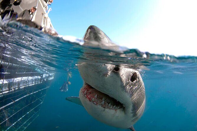 Shark Cage Diving with transport from Cape Town - The Cape Town to Gansbaai Drive: Why Starting Here Helps