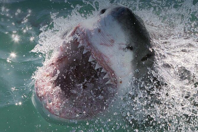 Shark Cage Diving with transport from Cape Town - Weather, Time, and the Practical Side of a 10-Hour Day