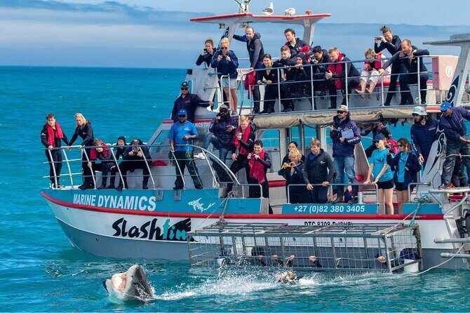 Shark Cage Diving with transport from Cape Town - Who Should Book This Great White Cage Encounter