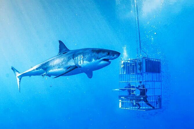 Shark Cage Diving with transport from Cape Town - Pickup, Breakfast, and Wetsuit Fitting: Your First Real Step Into the Plan
