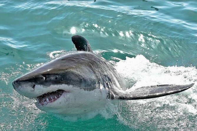 Shark Diving Full Day Guided Return Transfer to Gansbaai from Cape Town - How the 9-Hour Private Schedule Runs from Your Cape Town Hotel