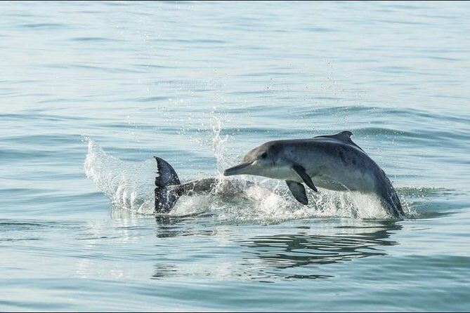 Shark Diving Full Day Guided Return Transfer to Gansbaai from Cape Town - Your Shark and Whale Odds: What Natural Habitat Viewing Feels Like