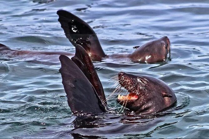 Shark Diving Full Day Guided Return Transfer to Gansbaai from Cape Town - Price and Value: What $156.10 Covers vs. What Costs Extra