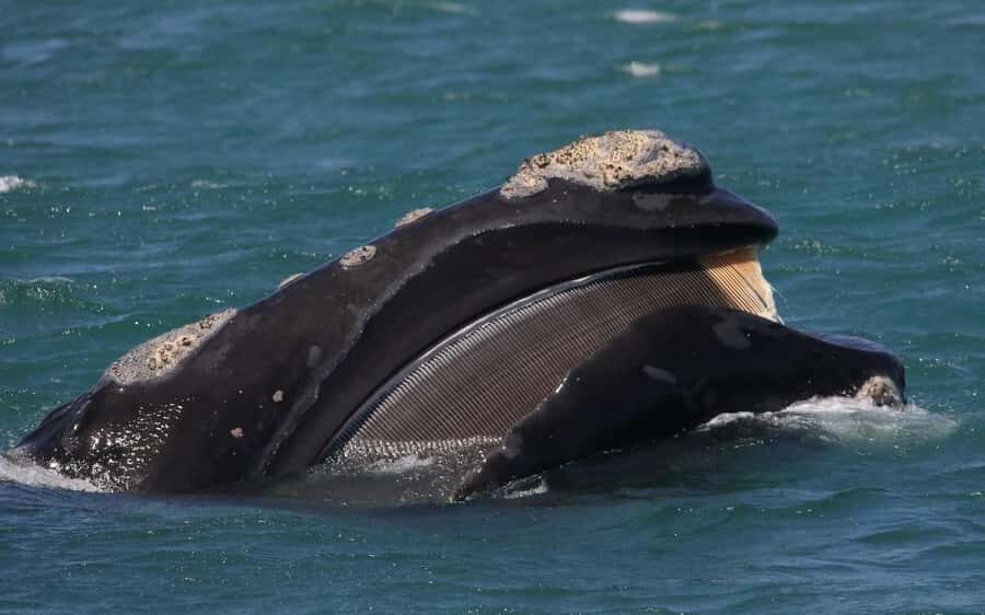 Shark & Whale Trip Combo - Key Points to Know Before You Go