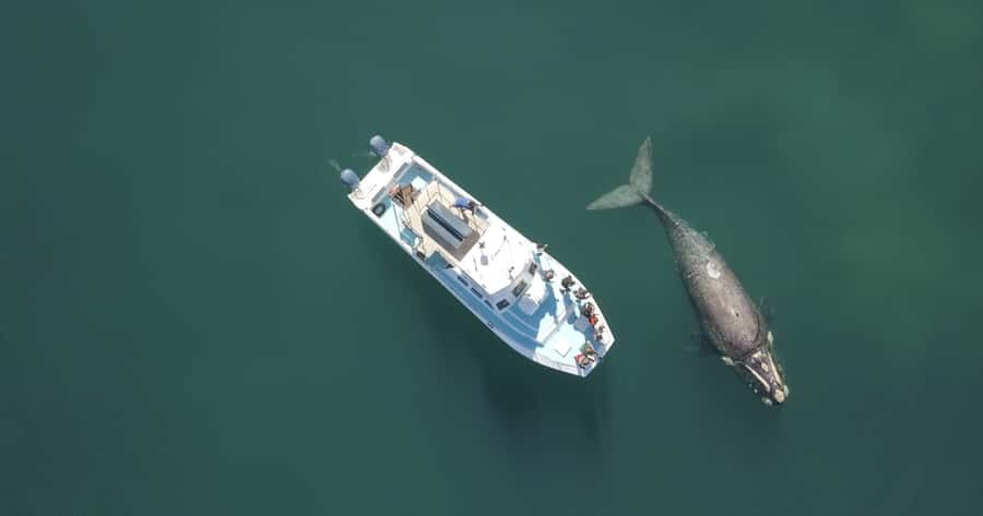 Shark & Whale Trip Combo - Kleinbaai Harbour Is the Starting Line for the Whole Day