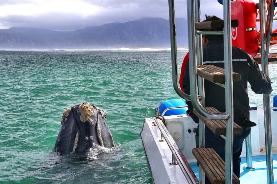Shark & Whale Trip Combo - The Midday Reset: Food, Refreshments, and Getting Warm Again