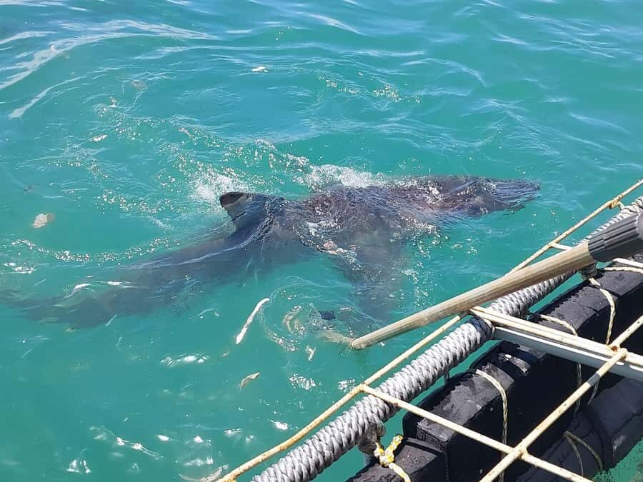Shark & Whale Trip Combo - What to Bring (So You Don’t Regret It 10 Minutes Out)