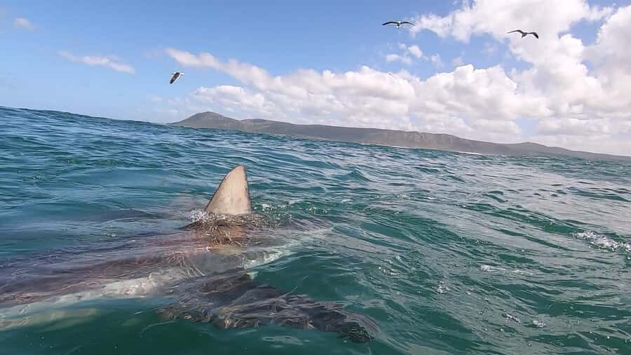 Shark & Whale Trip Combo - Who Should Book This Combo (and Who Might Not Love It)