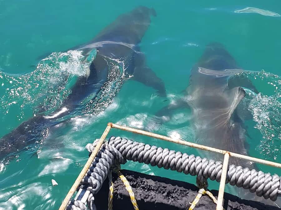 Shark & Whale Trip Combo - The Shark Cage Session: Safety Gear and a Simple Breath-Hold Setup