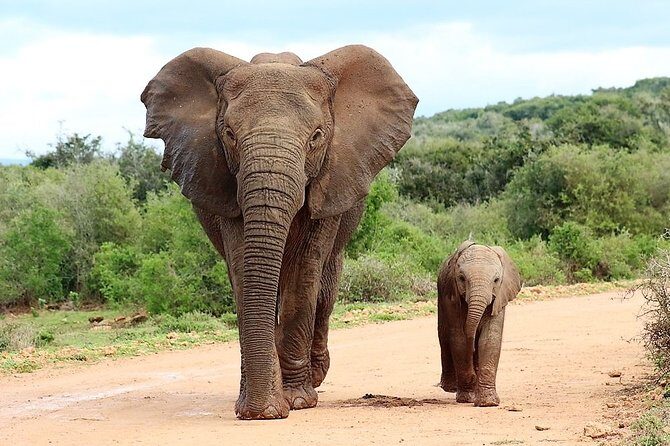 Shore Excursion Cruise Ships Port Elizabeth, Addo Elephant Park - Key highlights worth your attention