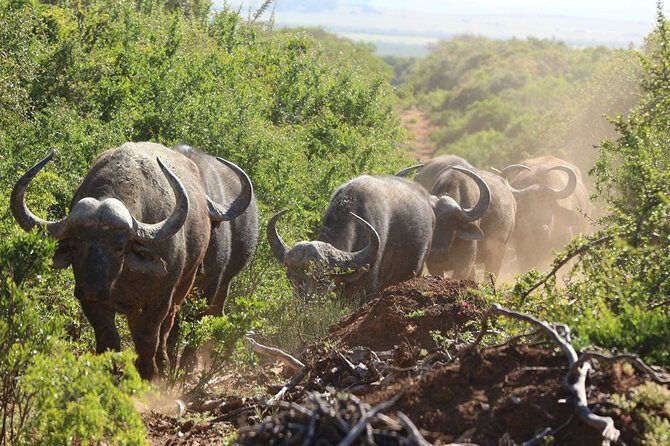 Shore Excursion Cruise Ships Port Elizabeth, Addo Elephant Park - Port Elizabeth to Addo: the fast transfer that protects your safari time