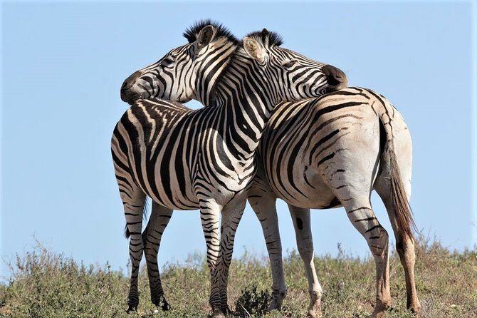 Shore Excursion Cruise Ships Port Elizabeth, Addo Elephant Park - What you do and don’t get for food (and how to plan)