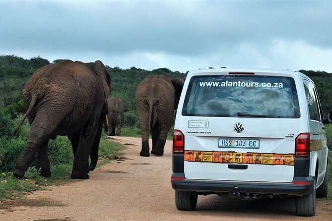 Shore Excursion Cruise Ships Port Elizabeth, Addo Elephant Park - Price and value: how $155.84 turns into a full safari day