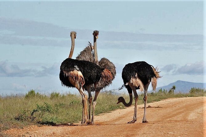 Shore Excursion Cruise Ships Port Elizabeth, Addo Elephant Park - Should you book Addo Elephant Park from Port Elizabeth?