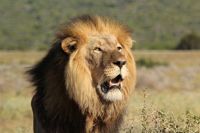 Shore Excursion Cruise Ships Port Elizabeth, Addo Elephant Park - Your guide’s style: what Malcolm, Graeme, Mervyn, and Shene bring to the hunt