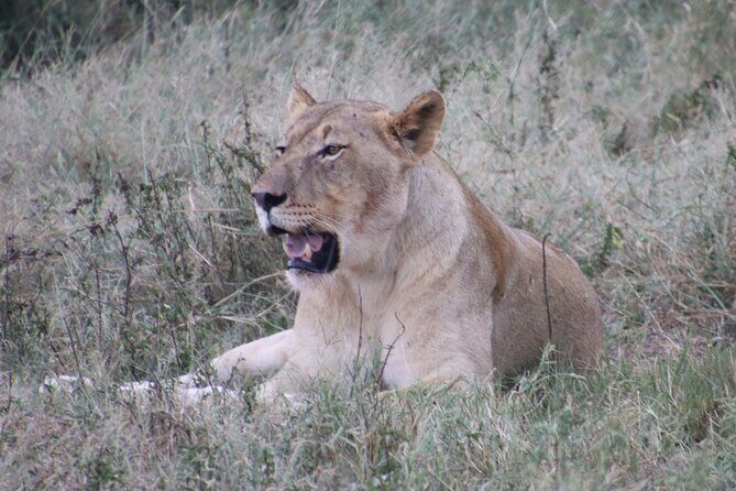 Shore Excursion Richards Bay Big 5 Safari Experience - Key Points to Know Before You Go
