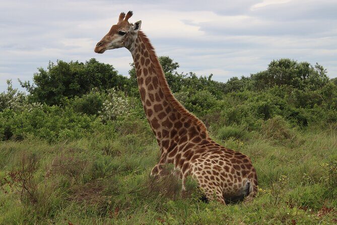 Shore Excursion Richards Bay Big 5 Safari Experience - Why Hluhluwe-iMfolozi Park Really Matters