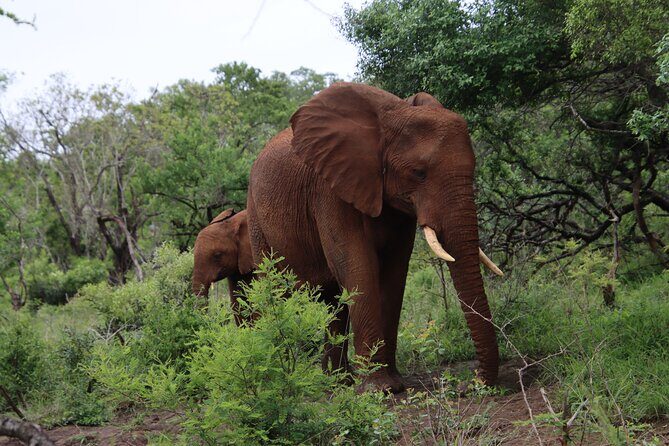Shore Excursion Richards Bay Big 5 Safari Experience - Big 5 Safari Value: How $283.29 Fits What’s Included
