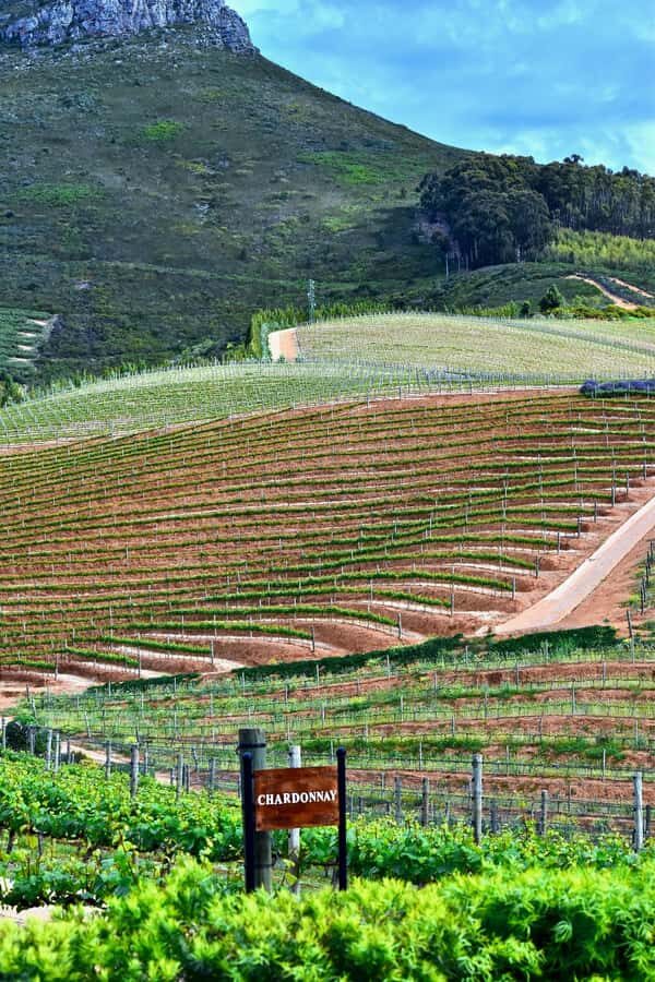 Sip & Savor : A Perfect Half-day Wine Escape to Stellenbosch - Fairview Wine and Cheese: how the pairing teaches your palate