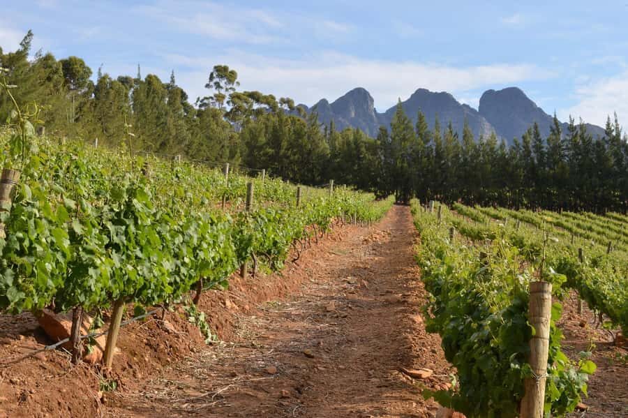 Sip & Savor : A Perfect Half-day Wine Escape to Stellenbosch - Who this tour is for (and who might want something else)