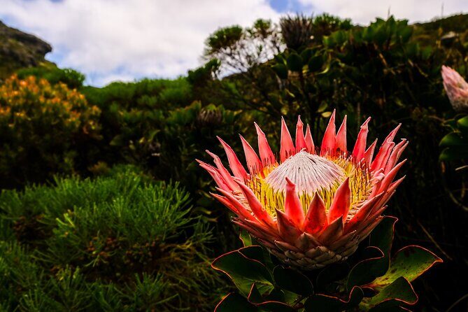Skeleton Gorge Hike up Table Mountain - Starting at Kirstenbosch: a smarter way to begin