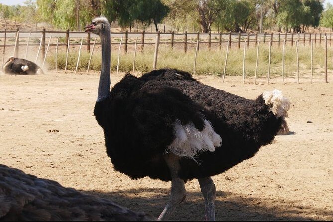 Skip the Line: Highgate Ostrich Farm Tour Ticket - Who should book this tour (and who might not love it)