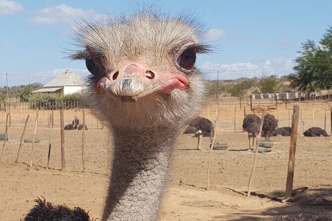 Skip the Line: Highgate Ostrich Farm Tour Ticket - Hand-feeding and the feather-and-egg craft demonstrations