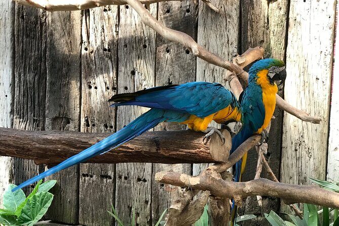 Skip the Line: World of Birds Admission Ticket - Why the World of Birds skip-the-line ticket matters in Hout Bay