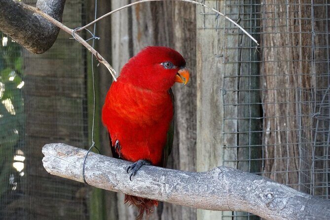 Skip the Line: World of Birds Admission Ticket - Monkey Jungle at World of Birds: squirrel monkeys up close