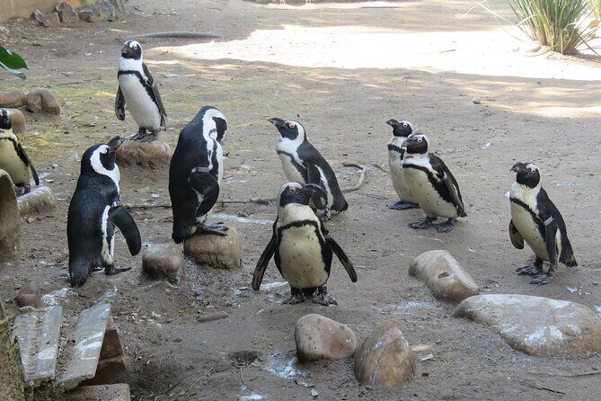 Skip the Line: World of Birds Admission Ticket - Reptiles at the sanctuary: don’t plan your day around snakes