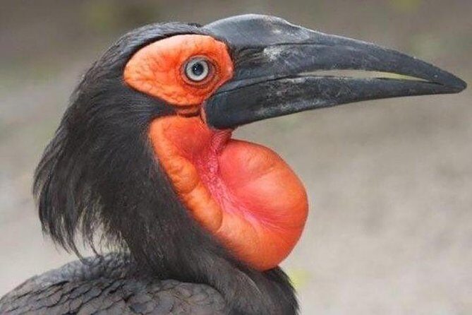 Skip the Line: World of Birds Admission Ticket - Inside World of Birds: the bird sanctuary walk you’ll actually enjoy