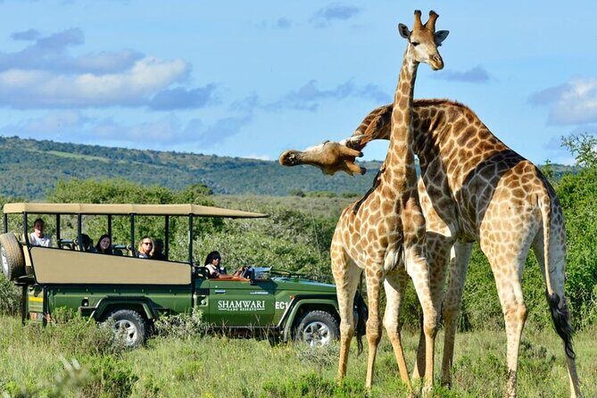 Small Group 3 Day Garden Route Adventure from Cape Town - What I’d call the “real” tour value (beyond checklists)