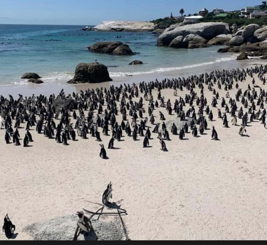 Small Group: African Penguins,Boulders beach-Half-Day Tour. - Key highlights worth waking up for