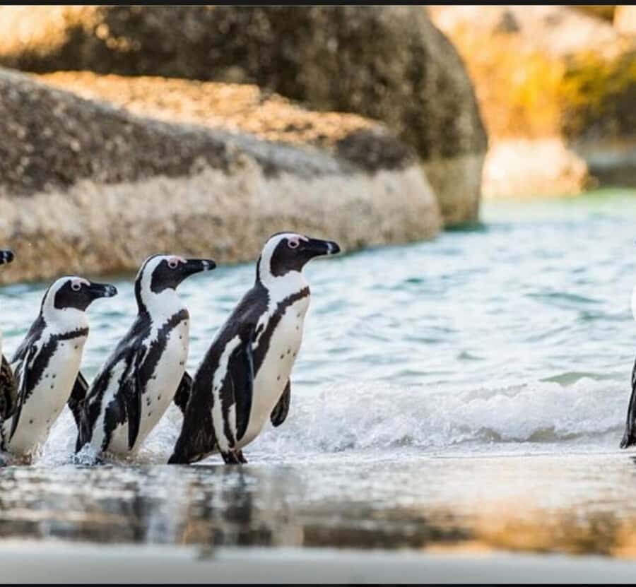 Small Group: African Penguins,Boulders beach-Half-Day Tour. - Boulders Beach Penguin Colony: your guided 2-hour look at African penguins