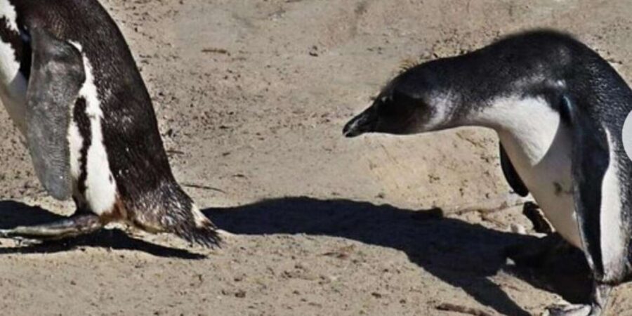 Small Group: African Penguins,Boulders beach-Half-Day Tour. - Camps Bay and Maiden’s Cove: Twelve Apostles plus a classic beach view