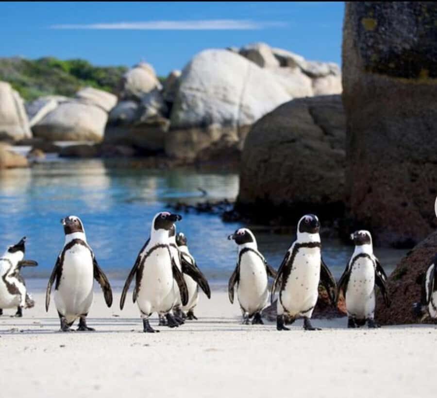 Small Group: African Penguins,Boulders beach-Half-Day Tour. - Pickup within 15 km and shared transport that keeps costs sensible
