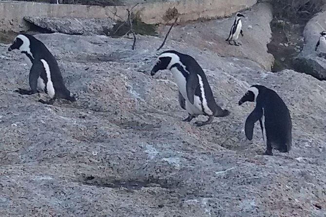 Small Group Cape Of Good Hope Penguins Wine Tasting Inc Park Fees - Boulders Beach Penguins and Simon’s Town: Wildlife Close-Up, Plus Navy and Dutch-Style Streets