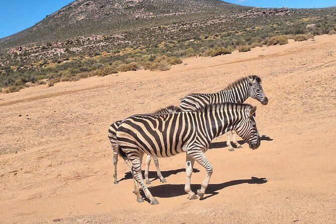Small Group Cape Town Big 5 Safaris to Aquila Game Reserve - What I’d Call the Sweet Spot