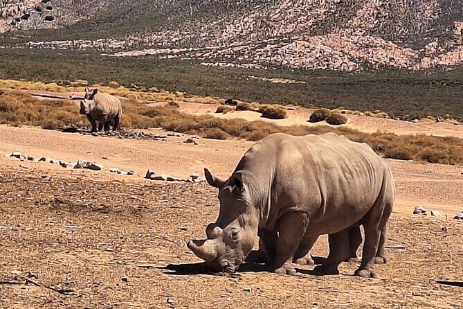 Small Group Cape Town Big 5 Safaris to Aquila Game Reserve - Cape Town Pickup at 6:00am: How This Day Gets You Ready