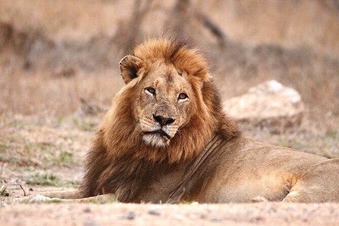 Small-Group Full-Day Safari Tour in Kruger National Park - Your Small-Group Guide and the Conservation Angle