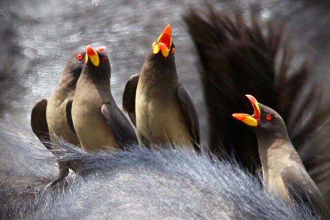 Small-Group Full-Day Safari Tour in Kruger National Park - Price and Value: What $108.62 Buys You (and What It Doesn’t)