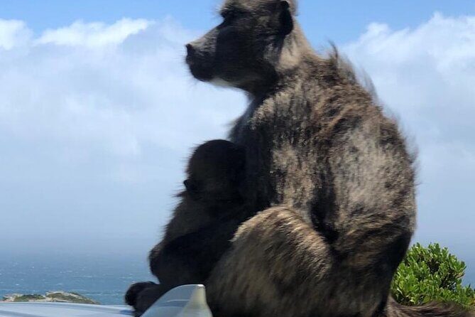 Small Group Table Mountain Penguin Colony and Cape Point Tour - Cape of Good Hope: beacons, photo boards, and time to wander
